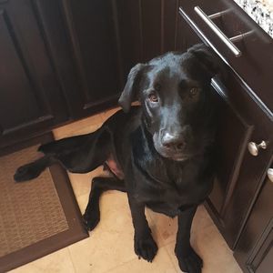 Meet your Posher, Patrick